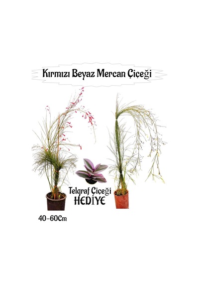 Kırmızı Mercan-beyaz Mercan Çiçeği 2 Adet+telgraf Çiçeği Hediyeli Bahçe Bitkisi