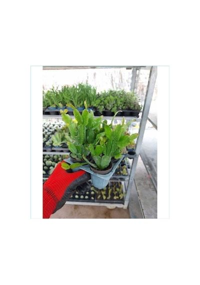 Yılbaşı Çiçeği 1 Adet Saksılı 5-15 Cm Iç Mekan Salon Bitkisi Schlumbergera