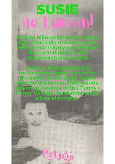 Petjoo 3.Susie Pembe-Yeşil Qr'lı Kedi Künyesi
