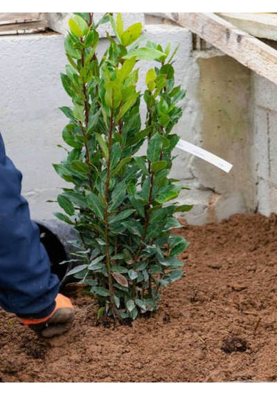 Favori Ürün Defne Ağacı Fidanı 60 100 Cm 1 Adet Saksılı Dış Mekan Ağacı Laurus Nobilis