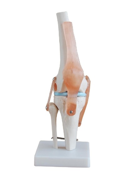 Diz Eklem Modeli