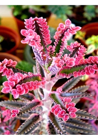 Videolu Pembe Aşkın Gözyaşı 1 Adet Saksılı 10-15cm Kaktüs Ve Sukulent Kalanchoe Daigremontiana