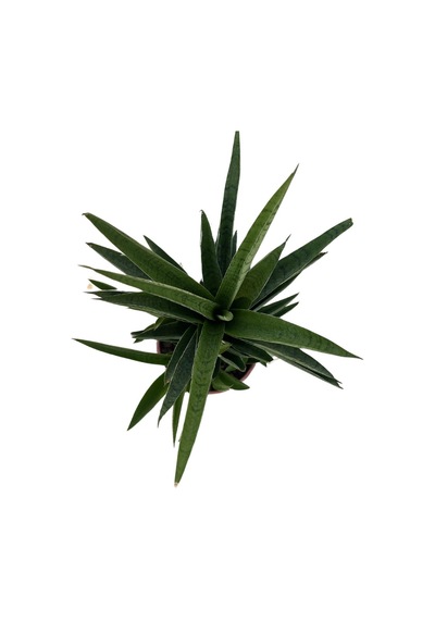 Sansevieria 'tough Lady' Paşa Kılıcı