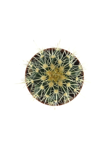 Echinocactus Grusonii Kaktüs