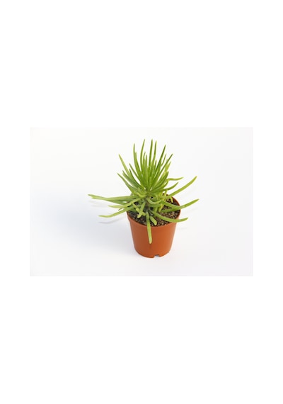 Senecio Barbertonicus Himalaya - 5 Adet Sukulent