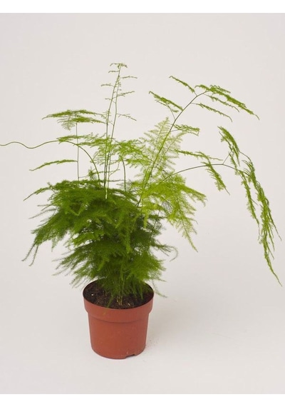 Asparagus Setaceus Tül Salon Çiçeği 1 Adet Saksılı 15-30cm