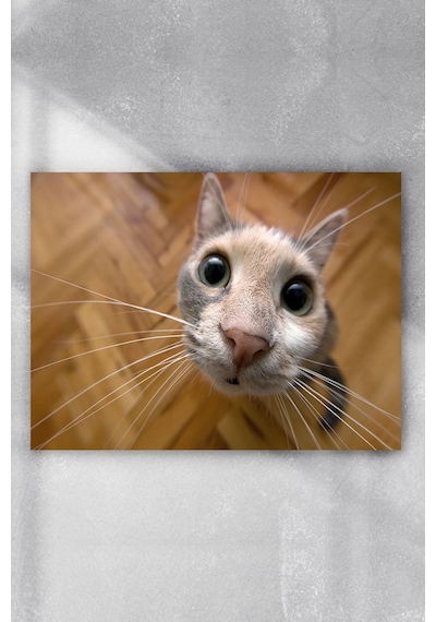Kedi Eğlenceli Mizahi Poster 4