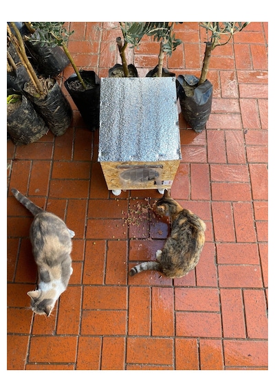 Reyo Narım Dış & Iç Mekan Ahşap Kedi Yuvası, Kedi Barınağı 35x40x35 Monteli Teslimat