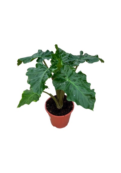 Alocasia low Rider 3384