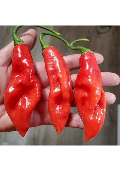 Trinidad Seasoning Biber Tohumu 15 Tohum