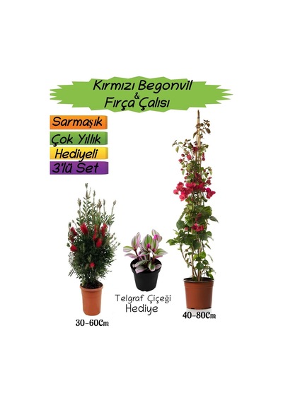 Kırmızı Renk Begonvil+kırmızı Fırça Çalısı+telgraf Çiçeği 3'lü Peyzaj Seti