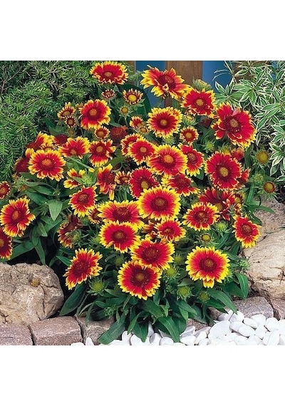 Gayret Çiçeği 10 Adet 'Gaillardia Grandiflora'