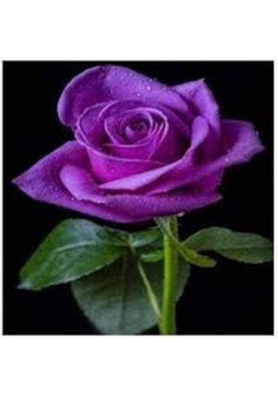 10 Adet Nadir Mor Gül Tohumu Tohumlar Mor Gül Hed