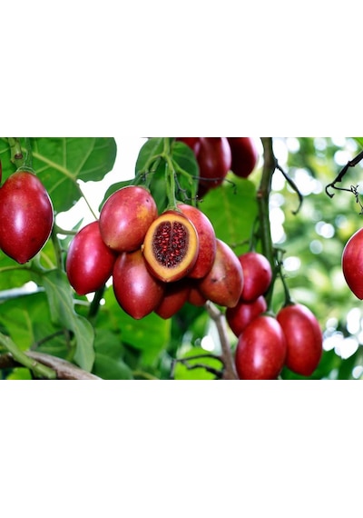 Tüplü 2 Yaş Tamarillo Domates Ağacı Fidanı 50-70 Cm