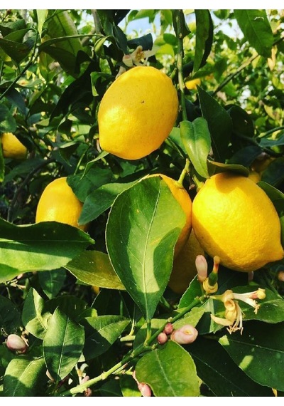 2 Adet Aşılı Yediveren Mayer Limon Ağacı Fidanı 3 Yaş