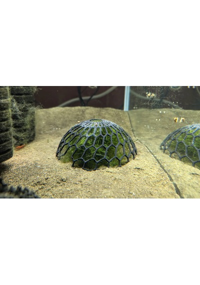 2 Adet Akvaryum Moss Dome Yosun & Bitki Koruma Kubbesi