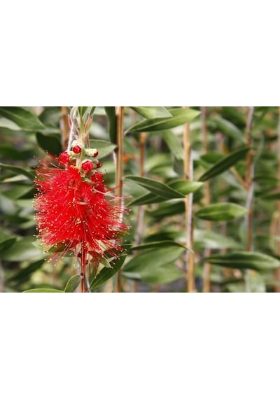 Fırça Çalısı Callistemon Laevis 5 Adet