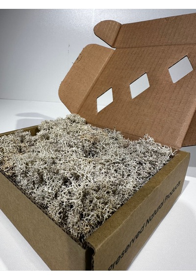 Reindermoss Şoklanmış Norveç Yosunu Terarium Yosunu Natural Green 100 Gr.