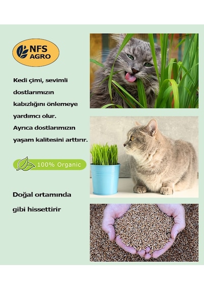 Kedi Çimi Tohumu - 250 Gram Kedi Çimi Tohumu