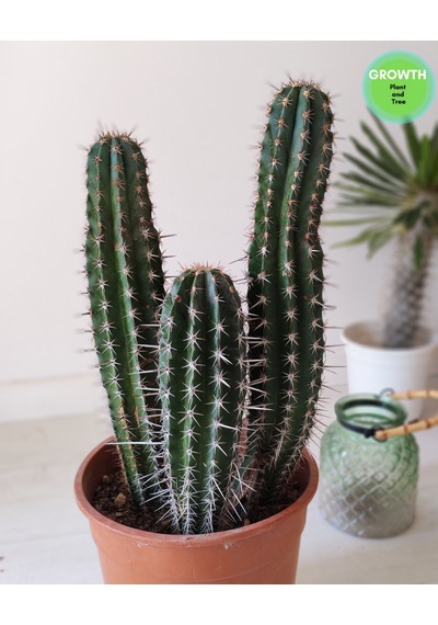Abarginum Kaktüs 43cm 1 Adet