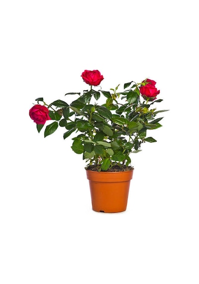 Özel Seri Gül Fidanı Kırmızı Renk 30 40 Cm 1 Adet Aşılı Gül Red Rose