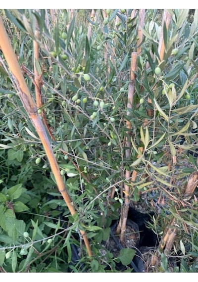 2 Yaş Çok Verimli Tüplü Koroneiki Zeytin Fidanı Meyve Verme Durumunda 100-120 Cm