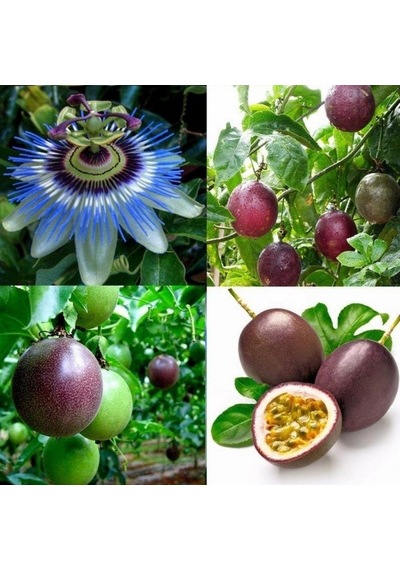 Pasiflora Mavi Ç,çekli Fidan