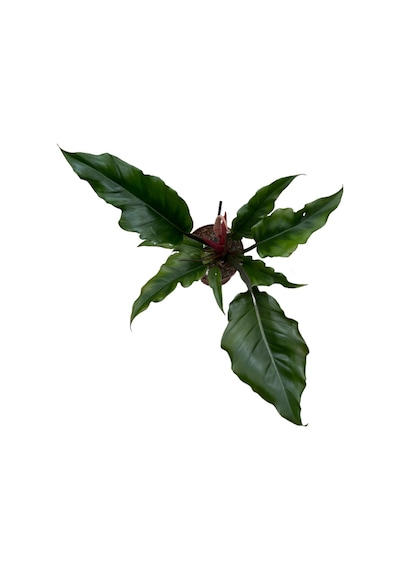 Philodendron 'Caramel' Ø12 CM Y25-30 CM