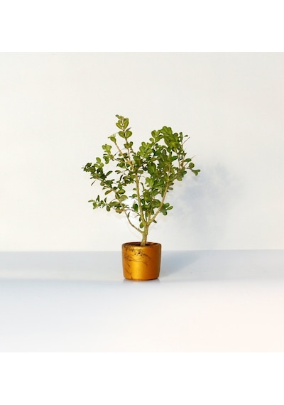BONSAİ BUXUS 2 ADET - HEDİYELİK BONSAİ (Orange Saksı)