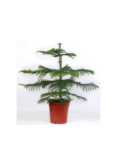 Arokarya Çamı – Salon Çamı 60 cm