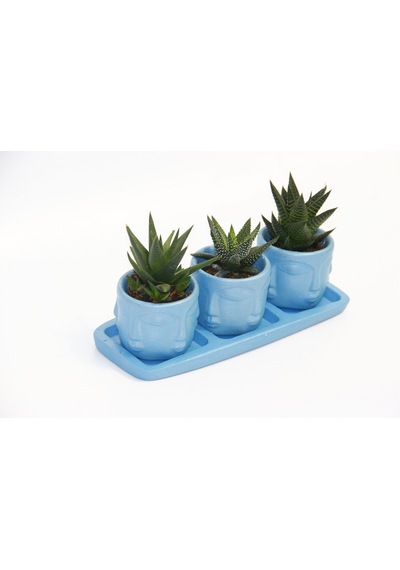 Trio Mavi Adler Sukulent Seti - 3 Çeşit Haworthia
