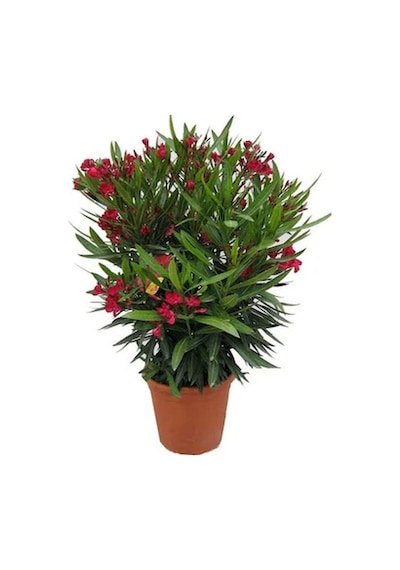Kırmızı Renk Bodur Zakkum Bitkisi 1 Adet Saksılı/ Tüplü 30-45 Cm Red Oleander