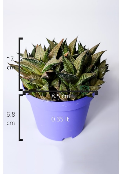 Haworthia Venosa Koleksiyonluk Sukulent Ev Ve Ofis Bitkisi 1 Adet