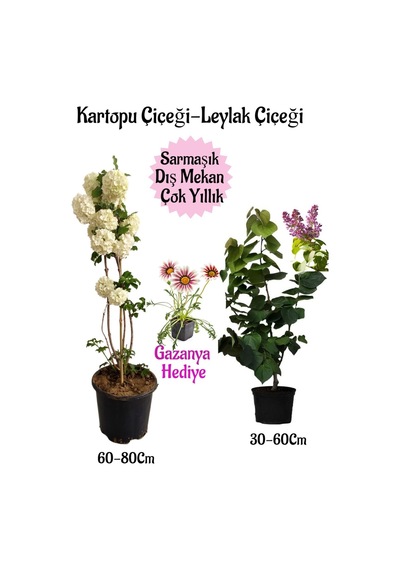 Kartopu Çiçeği 1 Adet +kokulu Leylak1 Adet+kırmızı Gazanya Hediye Saksılı Bahçe Seti