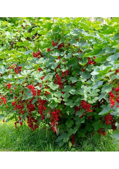 Rovada Frenk Üzümü 80 -120 Cm Meyve Verecek Durumda