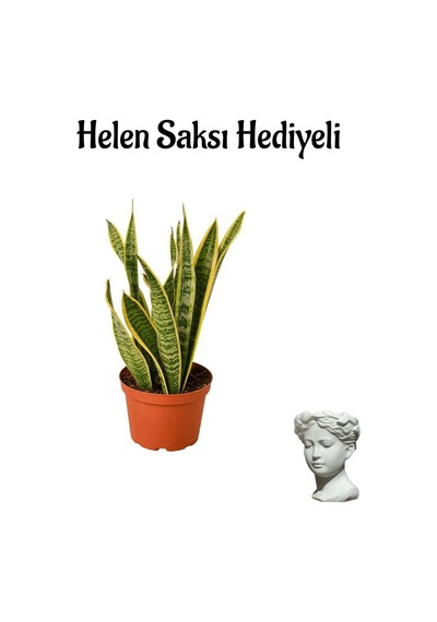 Sarı Renkli Paşa Kılıcı Bitkisi Sevgililer Gününe Özel Helen Saksı Hediyeli