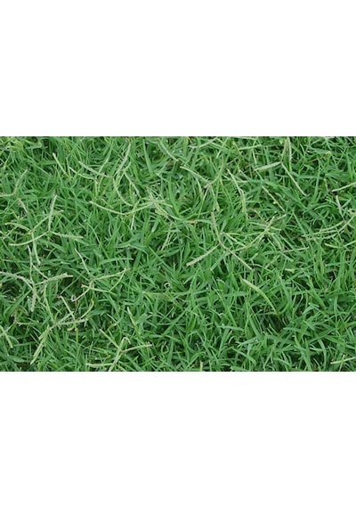 Bermuda Çim Tohumu 1 KG Bermuda GRass Uganda Çimi Ayrık Tohumu