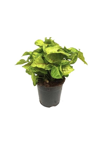 Melek Kanadı Çiçeği Fidanı Palmiye Syngonium Podophyllum 10-20 Cm