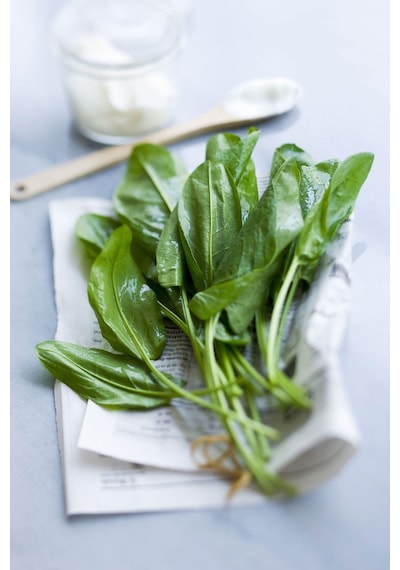 Geniş Yapraklı Kuzukulağı Labada Tohumu Atalık Large Leaf Sorrel
