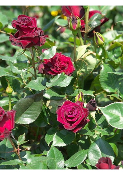 Videolu Yediveren Kokulu Bordo Renk 30 60 Cm 2 Adet Saksılı Aşılı Gül Burgundy Rose