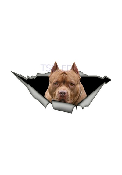 Kahverengi Amerikan Pit Bull Araba Sticker
