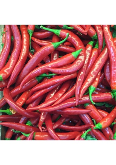 Şili Biber Tohumu Çok Acı Chili Biber Tohumu Yetiştirme Kiti