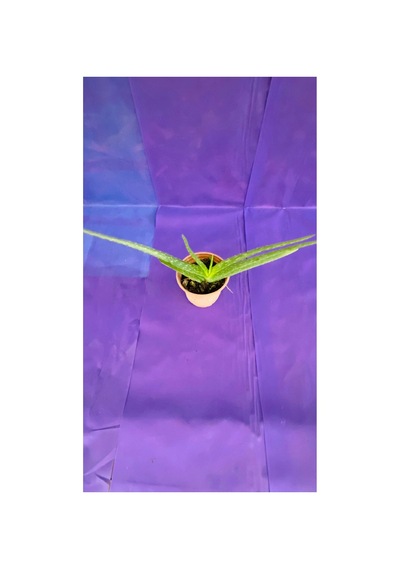 Aloe Vera Canlı Bitki