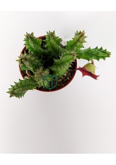 Leş Kaktüsü Huernia Angolensis Küçük Bordo Çiçekli Özel Tür 5.5