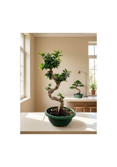 Ginseng Bonsai- 80cm