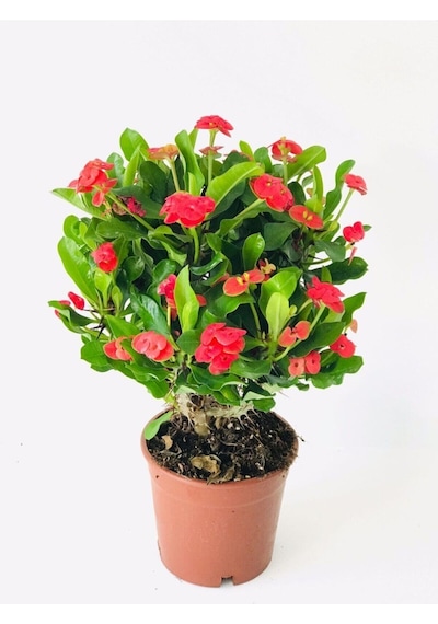 Kırmızı Milli Dikenler Tacı Dolgun Gösterişli Bitki 1 Adet Saksılı 20-40 Cm Euphorbia