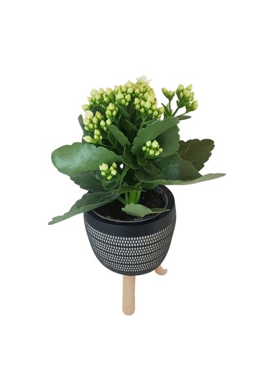 Beyaz Kalanşo Siyah Damla Saksıda Kalanchoe