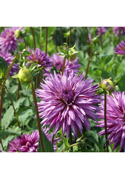 Özel Renk Striped Ambition Dahlia Yıldız Yumrusu (1 adet)