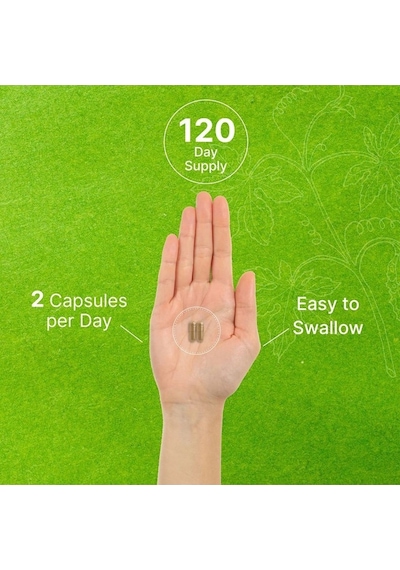 Ginkgo Biloba 500mg Per Serving, 240 Capsules