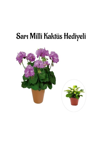 Hediyelik Mor Renk Sardunya Fidanı Sevgililer Gününe Özel Sarı Milli Kaktüs Hediyeli